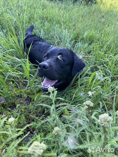 Кобель лабрадора вязка