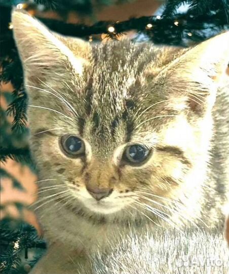 Котенок мальчик