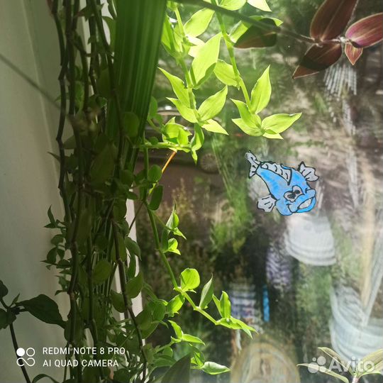 Лонгифолия/Longifolia- коллизия репенс