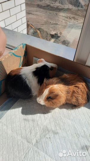 Морская свинка рыжая