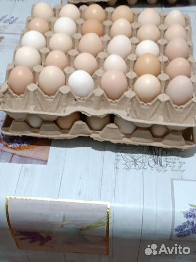 Свежие куриные яйца