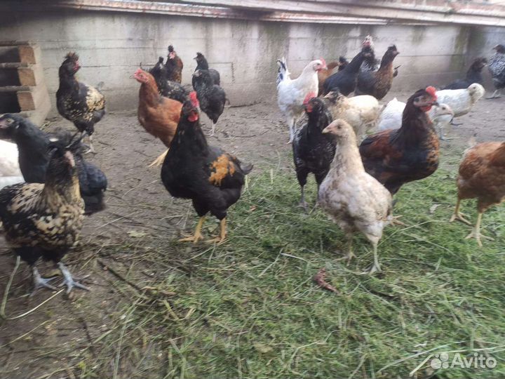 Красивые петухи