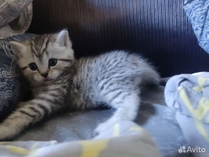 Шотландские вислоухие котята