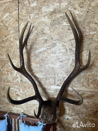 Рога изюбра