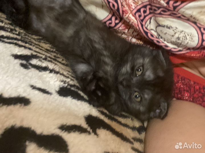 Вислоухие котята