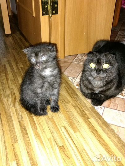 Котенок