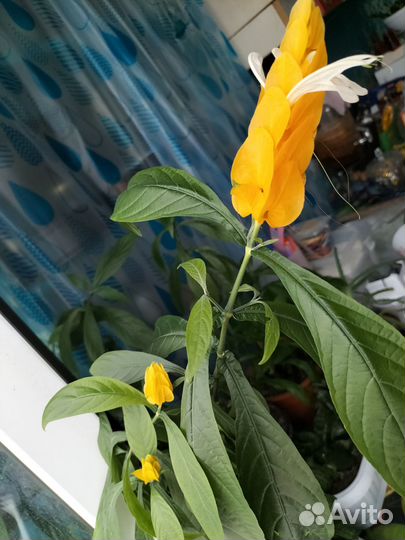 Пахистахис