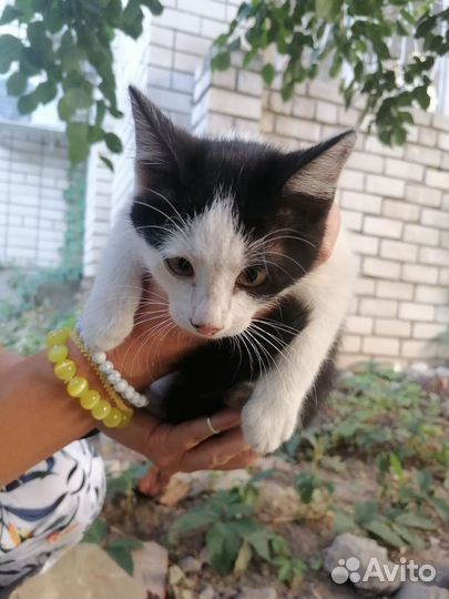 Котята в добрые руки бесплатно