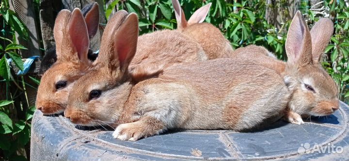Кролики породы рекс