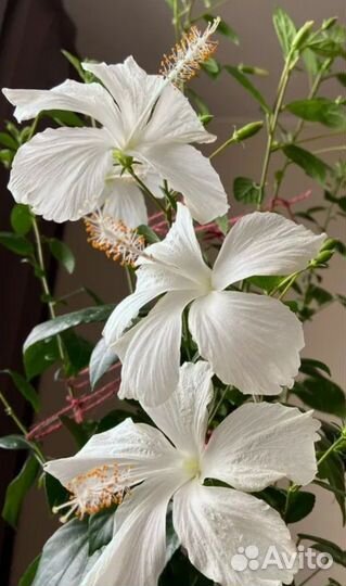Гибискусы сортовые
