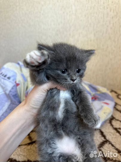 Котята в добрые и любящие руки