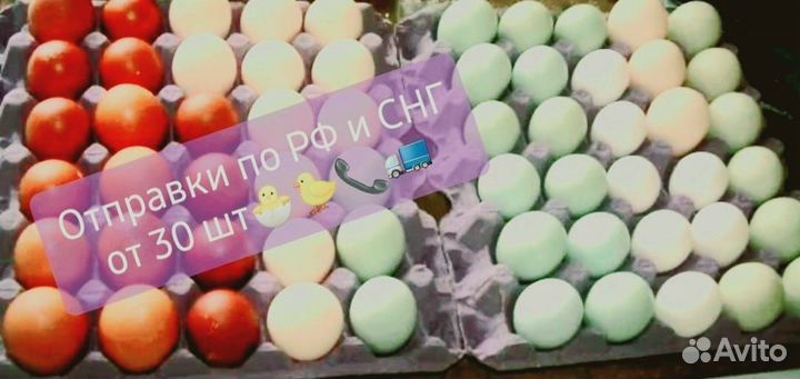 Инкубационное яйцо