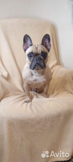 Стрижка кошек и собак, экспресс линька, груминг