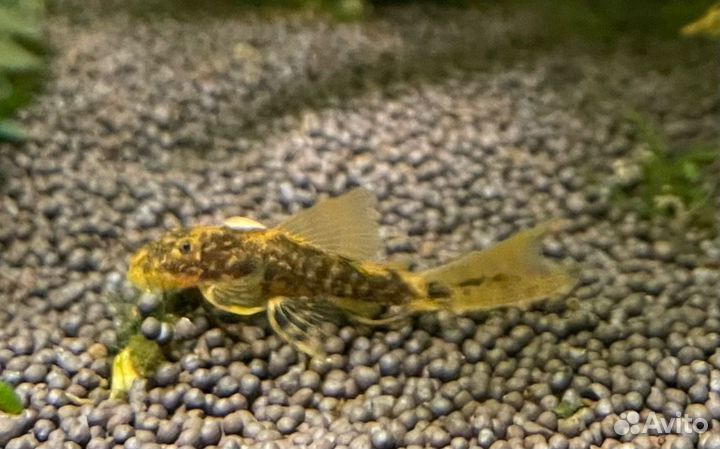 Анциструс вуалевый