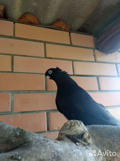 Голуби декоративные