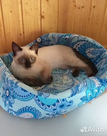 Сиамский котенок