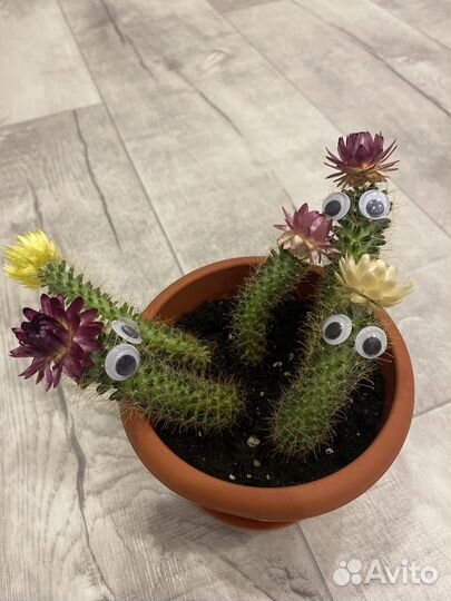 Кактусы и суккуленты