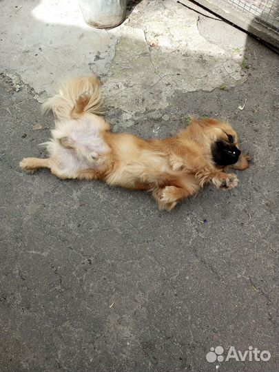 Пекинес в добрые руки