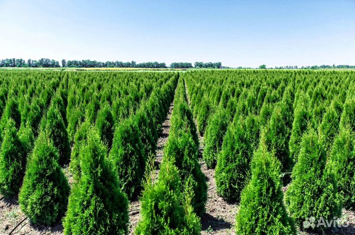 Туя зеленая