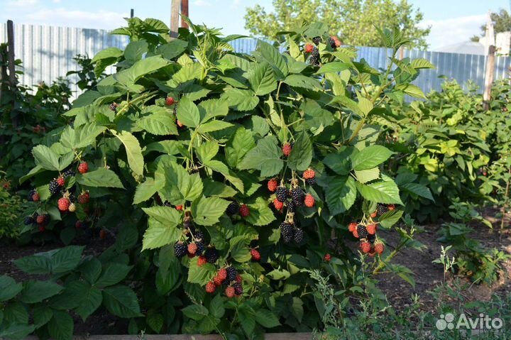 Саженцы ежевики