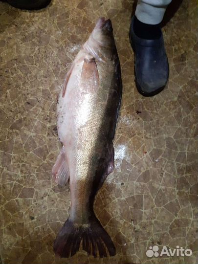 Свежая речная рыба