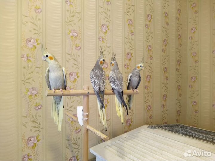 Попугай корелла птенец