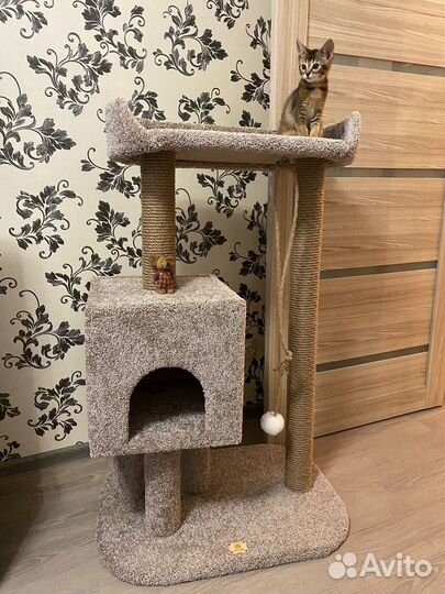 Когтеточка для кошек «Вселенная Мурзика»