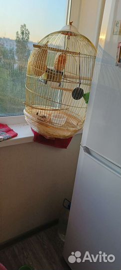 Японские амадин с клеткой