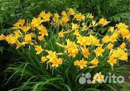 Растения для декоративного оформления участка