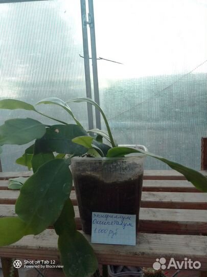 Комнатные растения