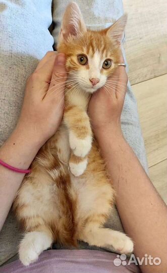 Котята в добрые руки бесплатно