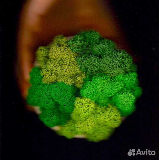 Стабилизированный мох, Зеленый Микс, 05кг, 500г