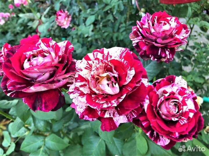 Роза пепельная Амнезия Ч/Г