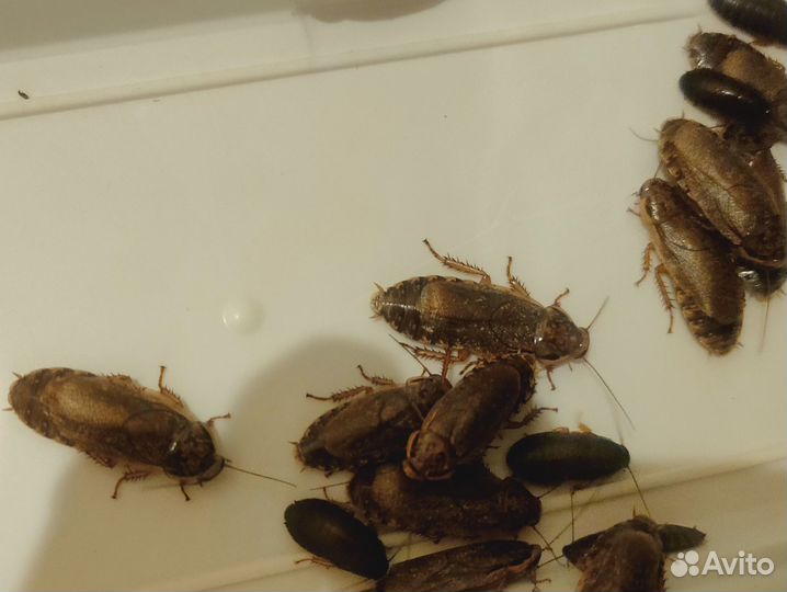 Кормовые тараканы