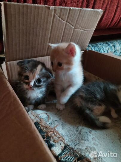 Британские котята