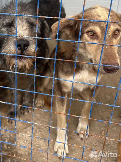 Собака в беде. Домашняя, здоровая