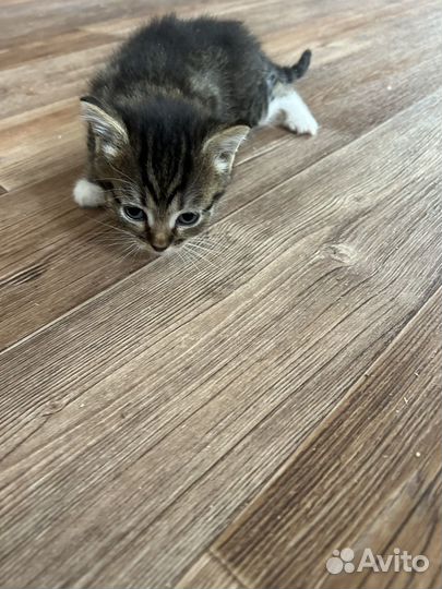Котята бесплатно