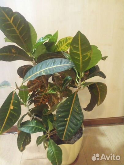 Кодиеум кротон