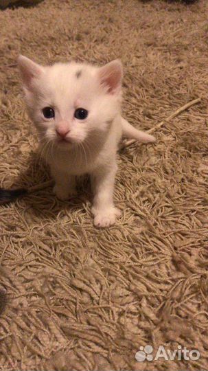 Котик в добрые руки