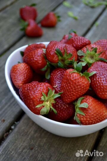 Рассада клубники фестивальная