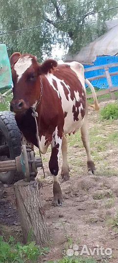 Продам корову