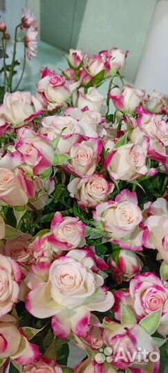 Роза 70см Кустовая Эквадор