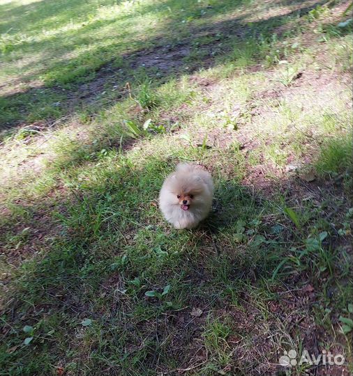 Померанский шпиц мини