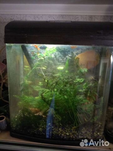 Аквариум