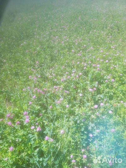 Сено клевер, разнотравье