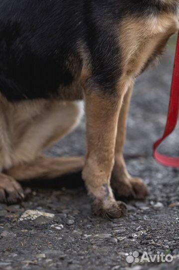 Собака в добрые руки безвозмездно