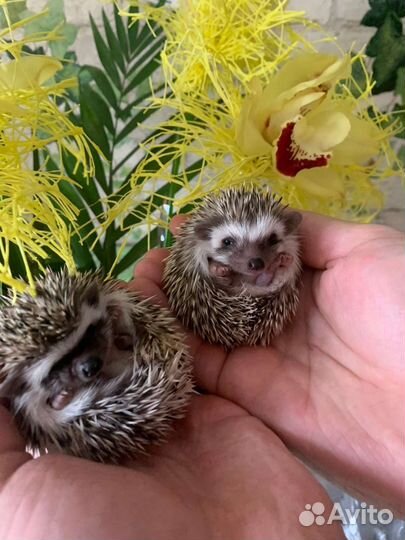 Африканский ежик