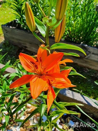 Лилии, нарциссы, лилейник