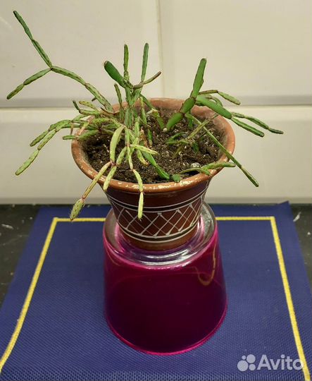 Хатиора с редкими сиреневыми цветами