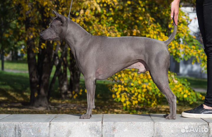 Вязка кобель Тайского риджбека, щенки